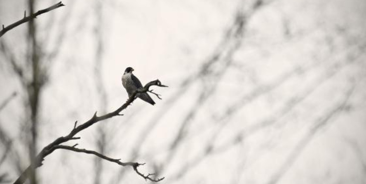 Foto: Nadleśnictwo Spychowo