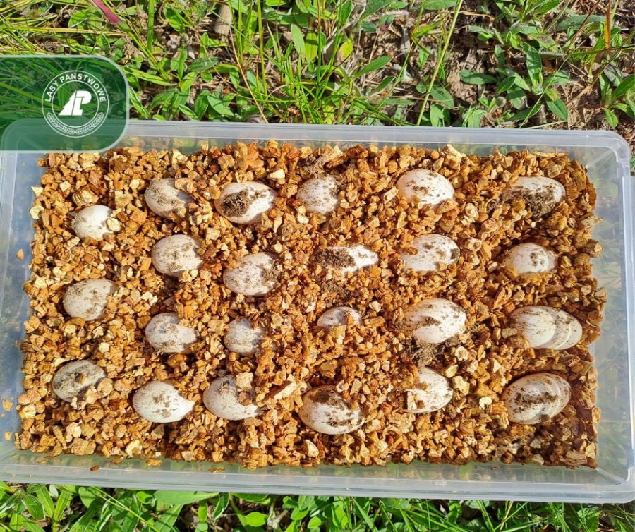 Foto: Nadleśnictwo Olsztynek