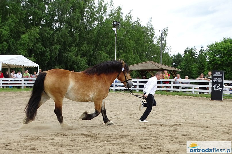 I Wystawa Ras Koni Zimnokrwistych w Stajni Szyldak