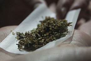 U mieszkańca Ostródy znaleziono 80 gram marihuany. Grozi mu do 10 lat-90212