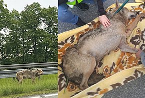 Ranny wilk na S7 w okolicach Małdyt pilnie potrzebował pomocy-90464