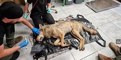 Co stało się z wilkiem potrąconym na S7 w okolicy Małdyt? (foto)-90601