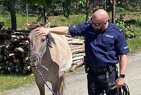 Złapali... konia. Nietypowa interwencja policjantów-90708