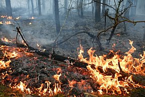 Leśnicy: nawet iskra może wywołać pożar w lasach; ogniska i grille tylko w-99392