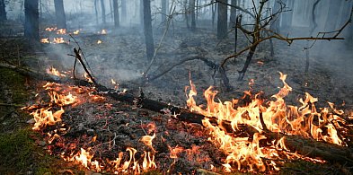 Leśnicy: nawet iskra może wywołać pożar w lasach; ogniska i grille tylko w-99392