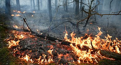 Leśnicy: nawet iskra może wywołać pożar w lasach; ogniska i grille tylko w-99392