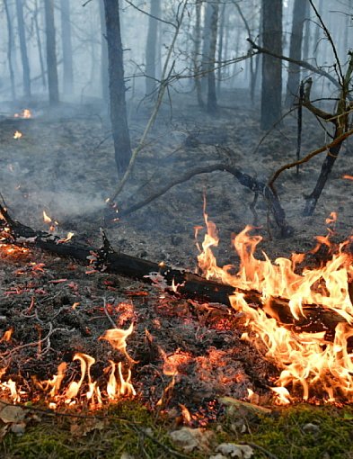 Leśnicy: nawet iskra może wywołać pożar w lasach; ogniska i grille tylko w-99392