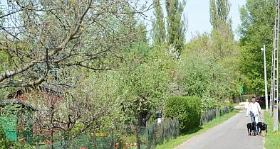 Działki w Rodzinnych Ogrodach Działkowych w 3 lata zdrożały o blisko 30%-99435