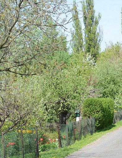 Działki w Rodzinnych Ogrodach Działkowych w 3 lata zdrożały o blisko 30%-99435