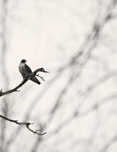 Leśnicy z regionu zaobserwowali gniazdo sokoła wędrownego-99913