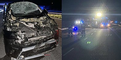 Dwa groźne wypadki z udziałem łosi na S7 w powiecie ostródzkim-100058