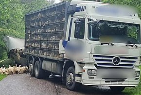 Indyki biegały po drodze po zdarzeniu na drodze Szeląg - Tabórz-100446