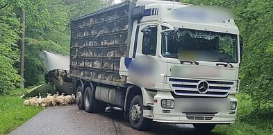 Indyki biegały po drodze po zdarzeniu na drodze Szeląg - Tabórz-100446