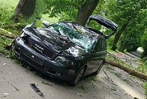 Drzewo spadło na jadące audi między Lipowem a Zajączkami!-100483