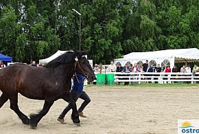I Wystawa Ras Koni Zimnokrwistych w KJ Stajnia Szyldak [FOTO]-100956
