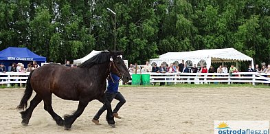 I Wystawa Ras Koni Zimnokrwistych w KJ Stajnia Szyldak [FOTO]-100956