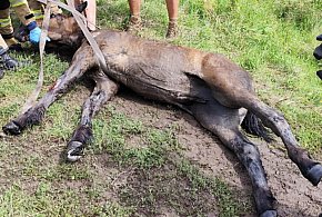 Strażacy z Ostródy i Durąga ratowali konia, który wpadł do studni [FOTO, WIDEO]-101903