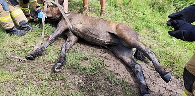 Strażacy z Ostródy i Durąga ratowali konia, który wpadł do studni [FOTO, WIDEO]-101903