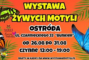 Motyle w zasięgu ręki. Ostróda otwiera tropikalną wystawę w „Bunkrze"-102446