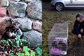 Myszołów znalazł się w tarapatach! Miał dużo szczęścia-103502