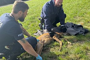 Ranna sarna potrzebowała pomocy - nie mogła chodzić! Pomoc nadeszła-103728