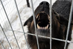 Ekspert: większość ataków psów to efekt błędów człowiek - 104195