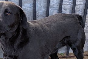 Pomóż odnaleźć właściciela czarnego, młodego psa znalezionego w gm. Grunwald-104306