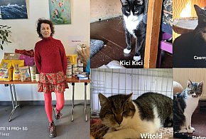 Najważniejsze są adopcje. Rozmowa z Agnieszką Stęplewską z Kociarni-104507