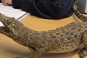 Chciała sprzedać... aligatora. Teraz grozi jej nawet 5 lat-104561