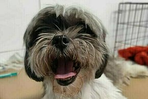 Historia Soni - starszej suczki, której dano drugą szansę na życie-104717