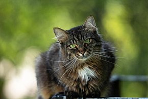 Kot domowy zadomowił się w Europie później niż dotąd są - 105344