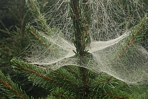 Kupujesz żywą choinkę na święta? Ten szczegół łatwo przeoczyć-105762