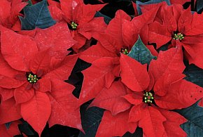 Gwiazda betlejemska - nie kwitnie na czerwono i nie jes - 105751