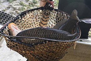 Raport: kwoty przewidziane przez Polaków na świąteczne - 105869