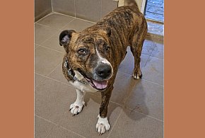 Schronisko szuka właściciela suczki, która jeździła koleją!-105933