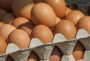 Salmonella wykryta w jajach! GIS wydał pilne ostrzeżenie-105941
