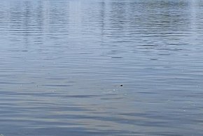 Ostróda: Na widok policjantów wskoczył do jeziora! Był poszukiwany-105981