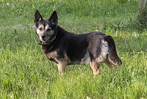 Premier: schronisko dla zwierząt w Sobolewie zostało zamknięte