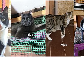 Kociarnia kończy swoją działalność. Prośba o domy dla kotów!