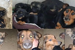 Lubajny: Sunia ze szczeniakami uratowana w ostatniej chwili