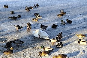 Uwaga na przypadki padłych ptaków! Służby weterynaryjne apelują do mieszkańców