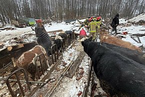 Leśmiady: Zawalenie dachu stodoły. Trwała akcja ratowania bydła
