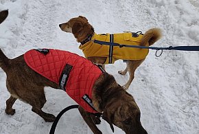 Ostróda: Opieka nad zwierzętami. Darmowe czipowanie i dofinansowanie zabiegów