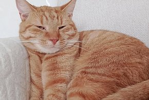 Ostróda: Zaginął rudy kot Leo. Właścicielka prosi o pomoc!