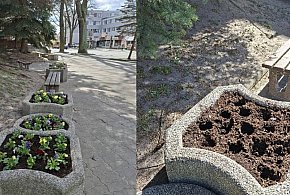 Ostróda: Kwiaty zamiast zdobić miasto – trafiły do czyjegoś ogródka?