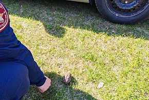 Łukta: Pracowała w ogródku - znalazła granat!