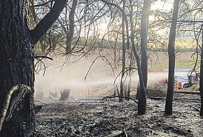 Groźny pożar młodnika w gm. Dąbrówno. W akcji strażacy z dwóch powiatów