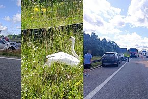 Pasłęk: 3 samochody zderzyły się na S7 przez... łabędzia