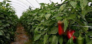 Producent papryki: najgorszy sezon od pięciu lat, nie ma chętnych do skupu papryki-103764