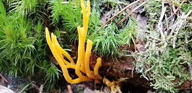 22 kwietnia – Dzień Ziemi. Co naprawdę oznacza troska o planetę